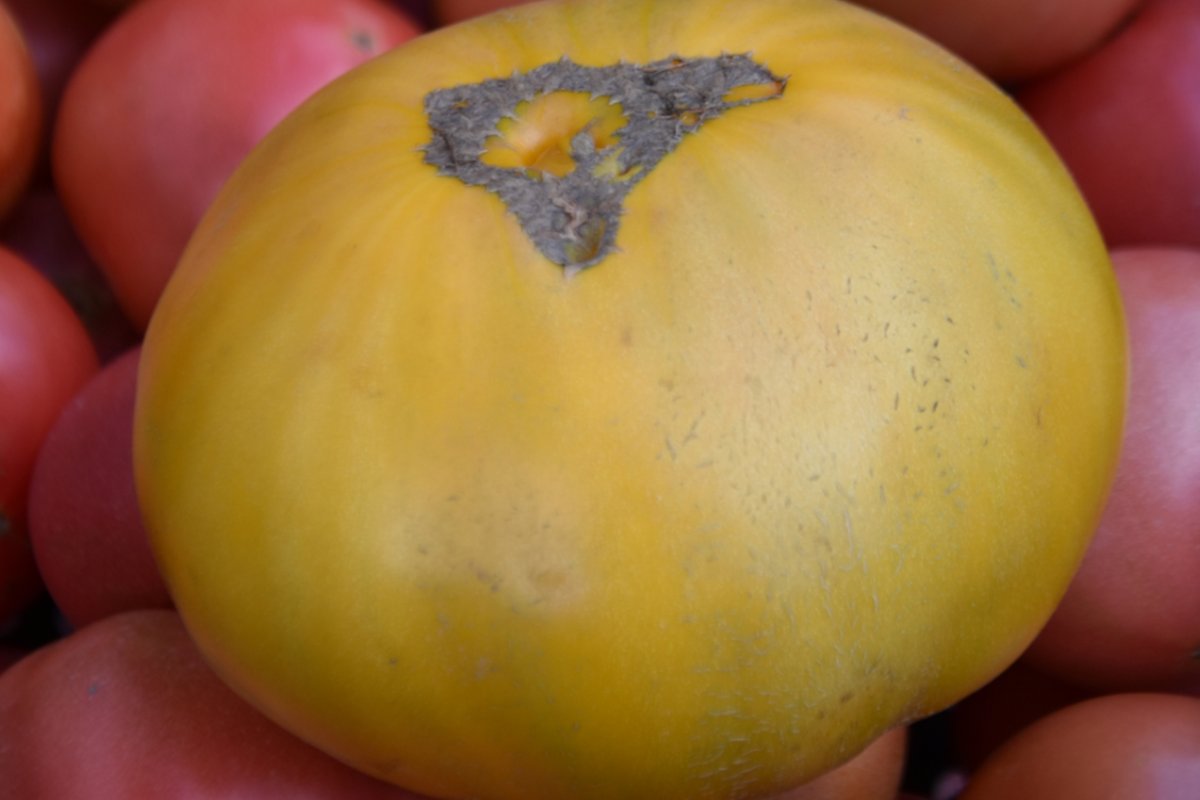 Под Зеленоградском вырастили уникальный помидор