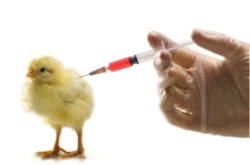 В округе началась вакцинация домашней птицы