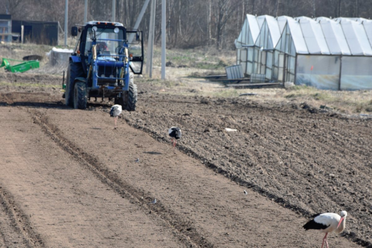 В Зеленоградском округе аграрии приступили к посадке овощей
