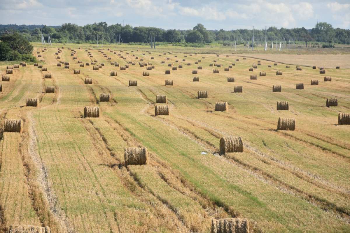 В Зеленоградском округе урожай зерновых побил рекорды предыдущих лет
