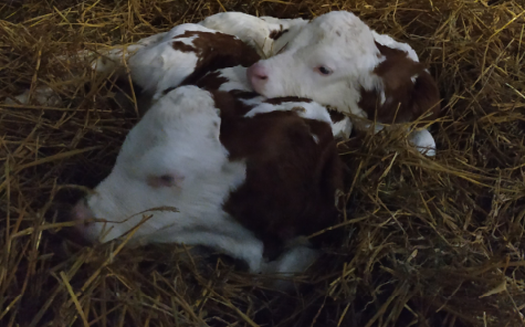 На молочной ферме в поселке Холмы корова принесла близнецов