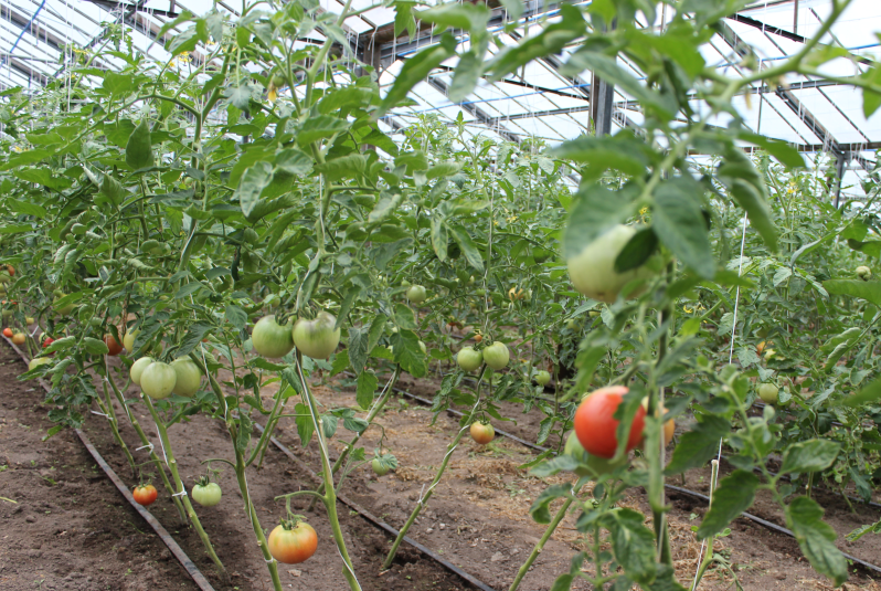 В зеленоградском округе приступили к сбору томатов