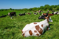 Фермерскому хозяйству предоставлена земля для выпаса крупного рогатого скота и заготовки сена