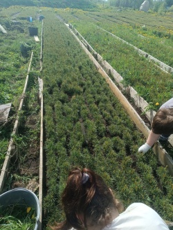 Кедровый приемник продолжает работу по выращиванию рассады кедров