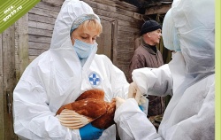 Предлагаем владельцам домашней птицы бесплатно вакцинировать питомцев