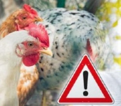 Сохраняется тенденция к росту уровня распространения возбудителя гриппа птиц