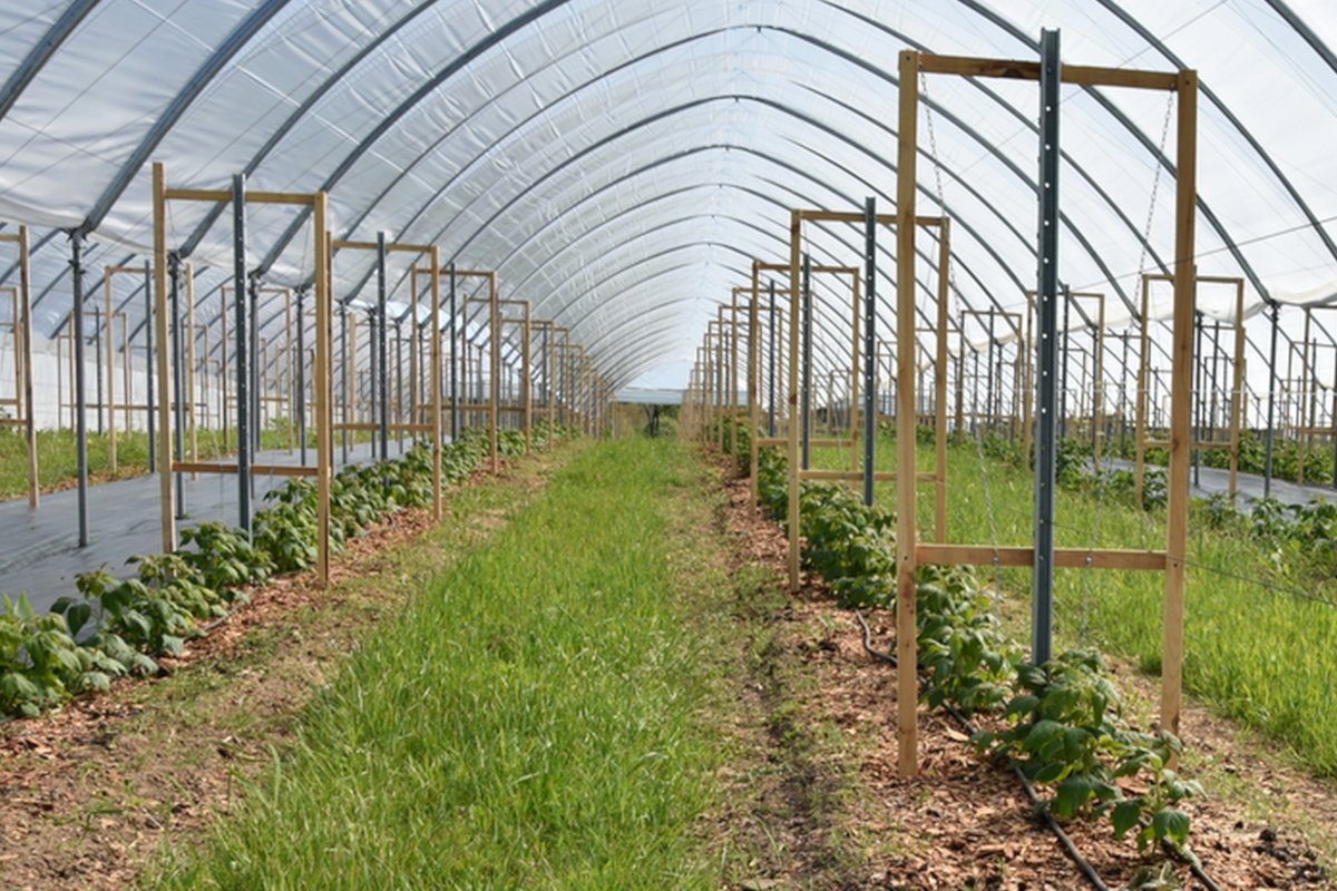 Аграрии округа увеличивают площадь ягодников