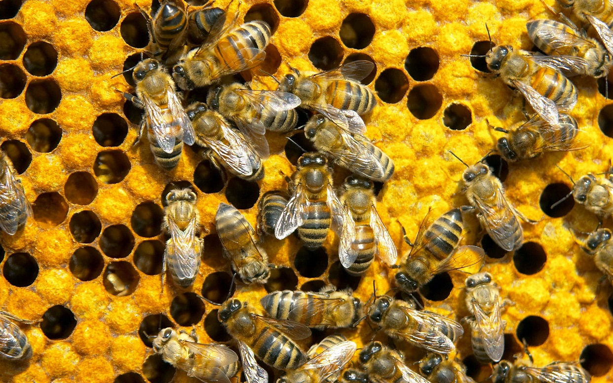 В округе формируют реестр пчеловодов