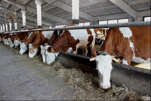 Крестьянско-фермерское хозяйство в Холмах получит за переработку молока почти полмиллиона рублей государственной субсидии 