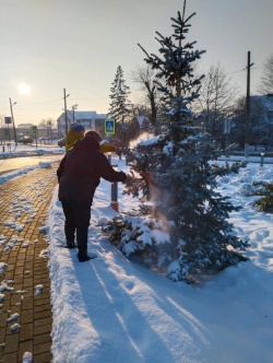 В Зеленоградске удаляют снег с саженцев хвойных растений