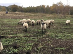 Фермерское хозяйство Елены Изотовой развивает овцеводство
