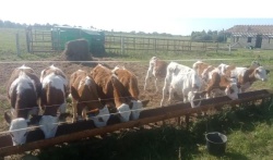 Фермерское хозяйство «Муромское» увеличит свое стадо на 30 голов