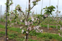 На месте зарослей боярышника в Кумачево появится яблоневый сад