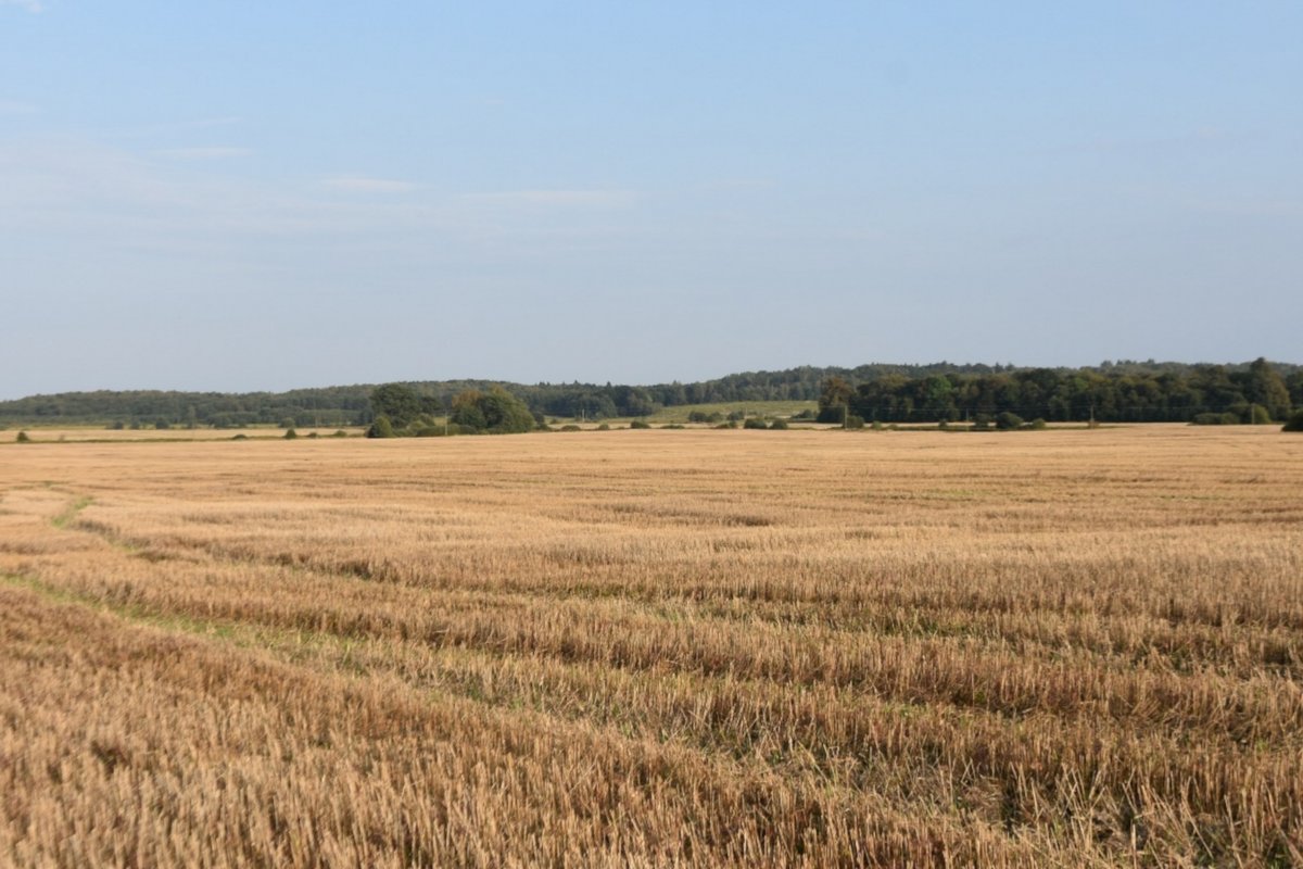 Урожай озимой пшеницы побил рекорд прошлого года