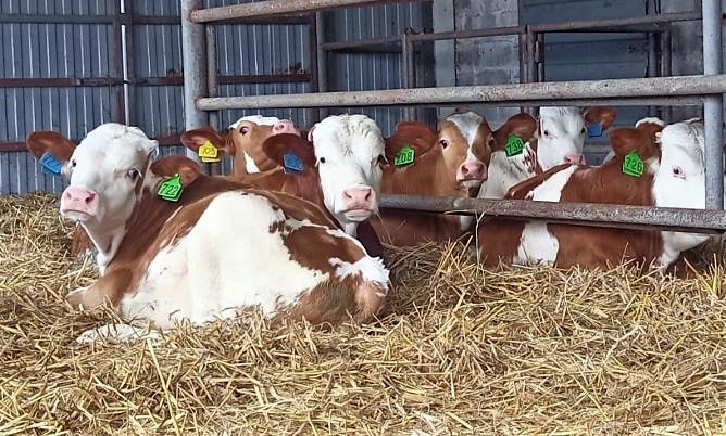 На ферме в Холмах у трех коров появились на свет телята-двойняшки