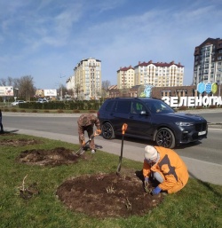 «Озеленитель» высадил 560 кустов роз в Зеленоградске