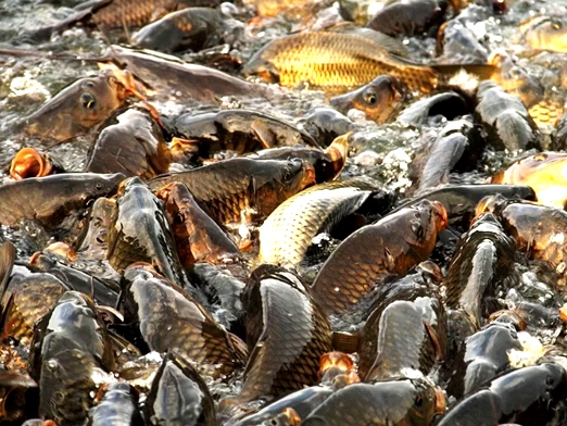 Зеленоградский рыбовод поделится опытом в разведении карпа со специалистами агробизнеса