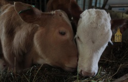 В Зеленоградском районе начались исследования инновационного корма для коров