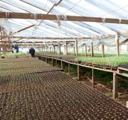 В хозяйстве поселка Логвино готова к высадке рассада капусты, идет подготовка почвы для высадки клубники