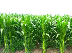 На полях Зеленорадского округа ожидают отличный урожай кормовой кукурузы, не менее 100 ц/га
