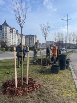 На улице Тургенева в Зеленоградске привели в порядок клумбы и высадили деревья