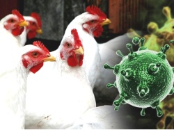 Угроза распространения птичьего гриппа сохраняется: в округе переводят птицу на безвыгульное содержание