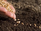 Свыше 23,4 тыс. тонн зерновых и зернобобовых: окончательные  итоги сбора урожая в Зеленоградском округе в 2023 году