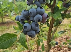 427 тонн плодово-ягодных культур собрали в округе в этом году