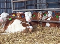 На ферме в Холмах у трех коров появились на свет телята-двойняшки