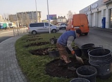 «Озеленитель» продолжает работы в Зеленоградске