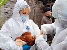 Предлагаем владельцам домашней птицы бесплатно вакцинировать питомцев